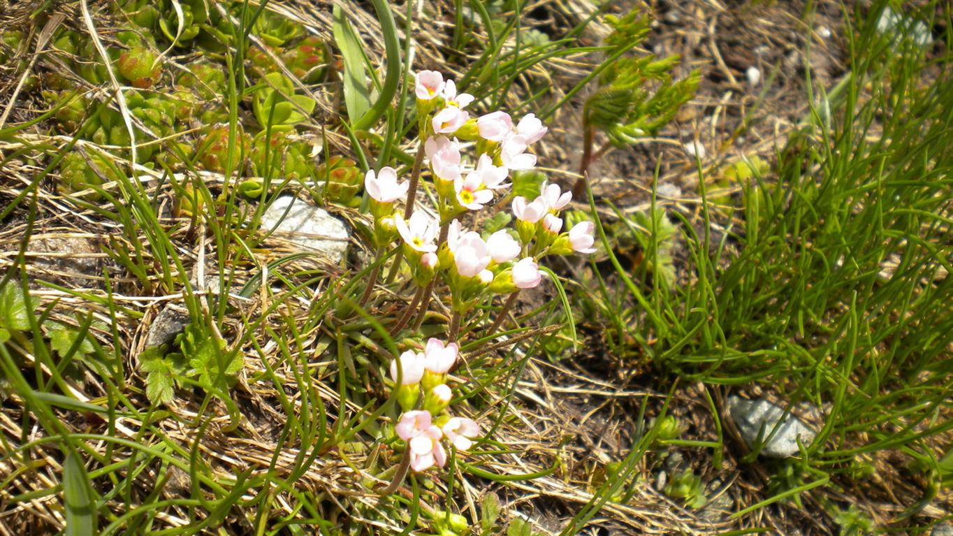 Val d''Aosta 03 - Androsace adfinis